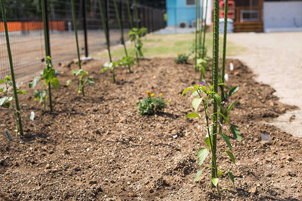 どんぐりの友保育園